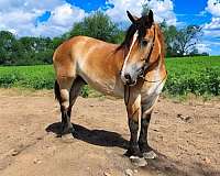 driving-percheron-horse