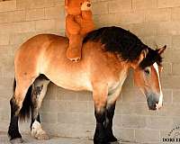 parade-percheron-horse