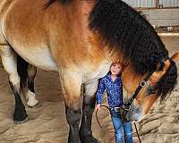 flashy-percheron-horse