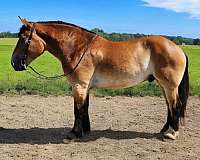 performance-percheron-horse