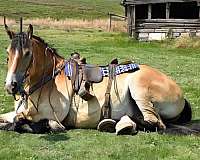 show-percheron-horse