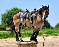 trail-riding-percheron-horse