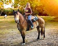 western-riding-percheron-horse