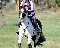 athletic-gypsy-vanner-horse