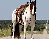 beginner-gypsy-vanner-horse