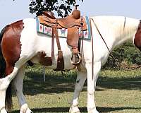 flashy-gypsy-vanner-horse