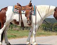 jumping-gypsy-vanner-horse