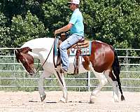 kid-safe-gypsy-vanner-horse