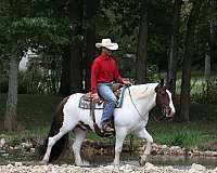 performance-gypsy-vanner-horse