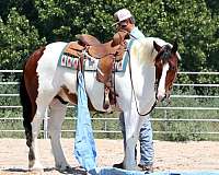 ridden-english-gypsy-vanner-horse