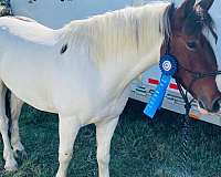 ridden-western-gypsy-vanner-horse