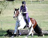 show-gypsy-vanner-horse