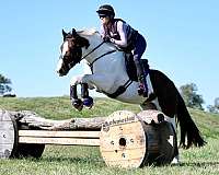 trail-gypsy-vanner-horse