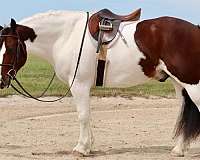 trail-riding-gypsy-vanner-horse