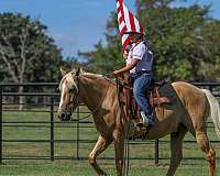 calf-roping-quarter-pony