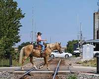 husband-safe-quarter-pony