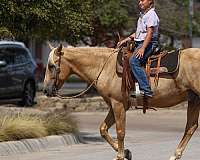 roping-quarter-pony