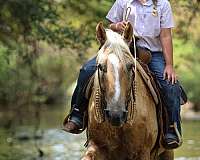 trail-riding-quarter-pony