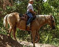 western-riding-quarter-pony