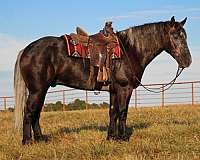 cross-draft-horse