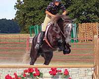 parade-draft-horse