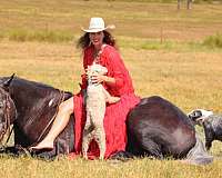 ranch-work-draft-horse