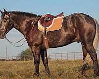 ridden-western-draft-horse