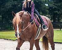 beginner-quarter-horse