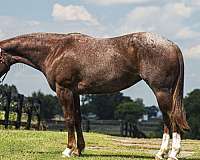 athletic-quarter-horse