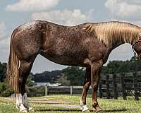 flashy-quarter-horse