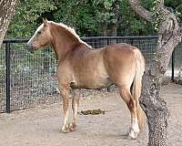 flashy-belgian-draft-horse