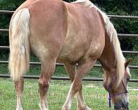 chestnut-belgian-draft-gelding