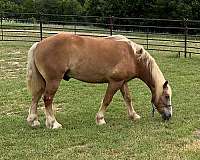 chestnut-belgian-draft-horse