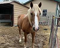 flaxen-mane-belgian-draft-horse