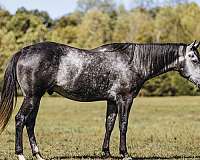 athletic-quarter-horse