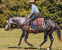 ridden-western-quarter-horse