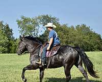 beginner-percheron-horse