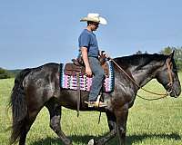 athletic-percheron-horse