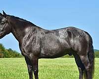 driving-percheron-horse