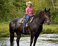 kid-safe-percheron-horse