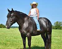 flashy-percheron-horse