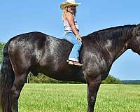 parade-percheron-horse