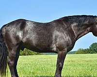 performance-percheron-horse