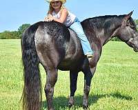 ranch-work-percheron-horse