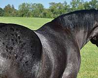 roping-percheron-horse