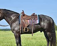 show-percheron-horse