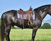 trail-percheron-horse