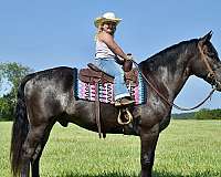 trail-riding-percheron-horse