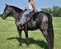 trick-percheron-horse