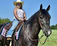 western-riding-percheron-horse